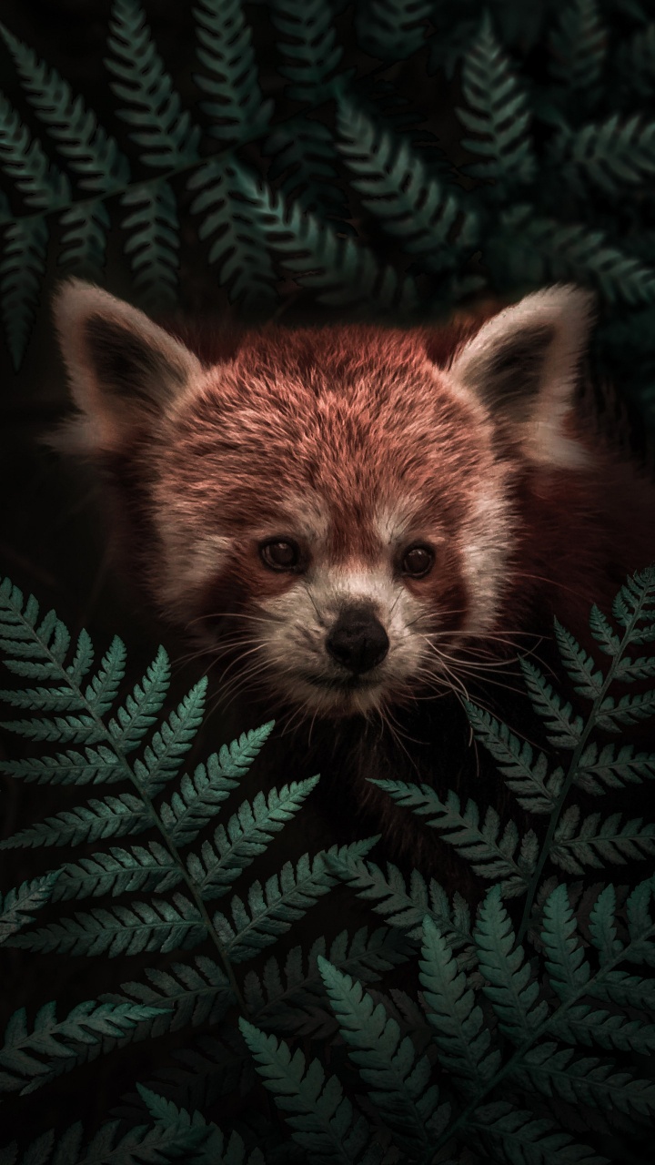 Hiding Red Panda 壁纸 720x1280 允许