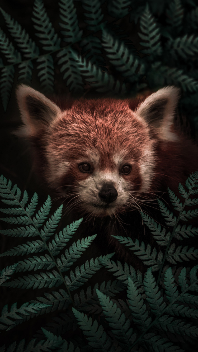 Hiding Red Panda 壁纸 750x1334 允许