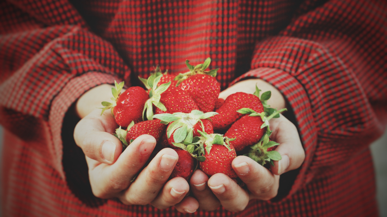 Person Holding Strawberries on Hand. Wallpaper in 1280x720 Resolution