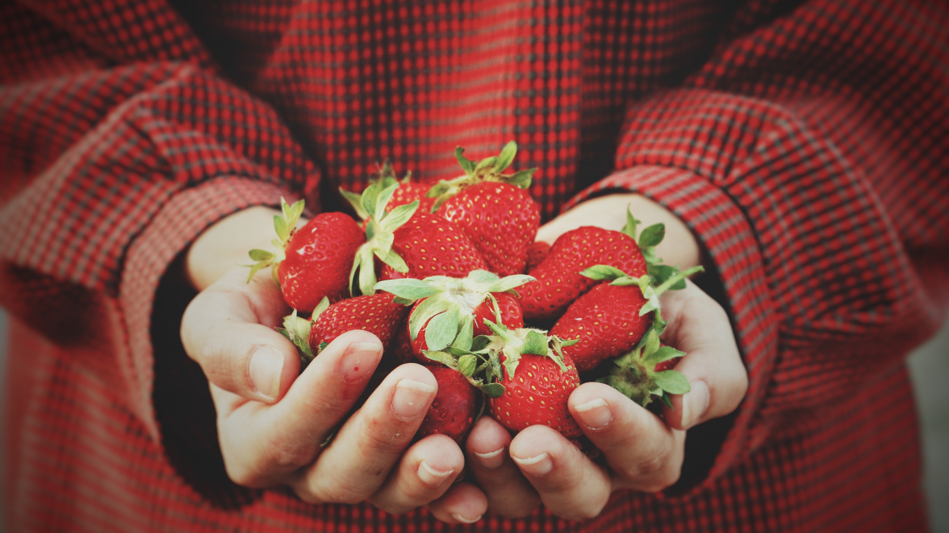 Person Holding Strawberries on Hand. Wallpaper in 1366x768 Resolution