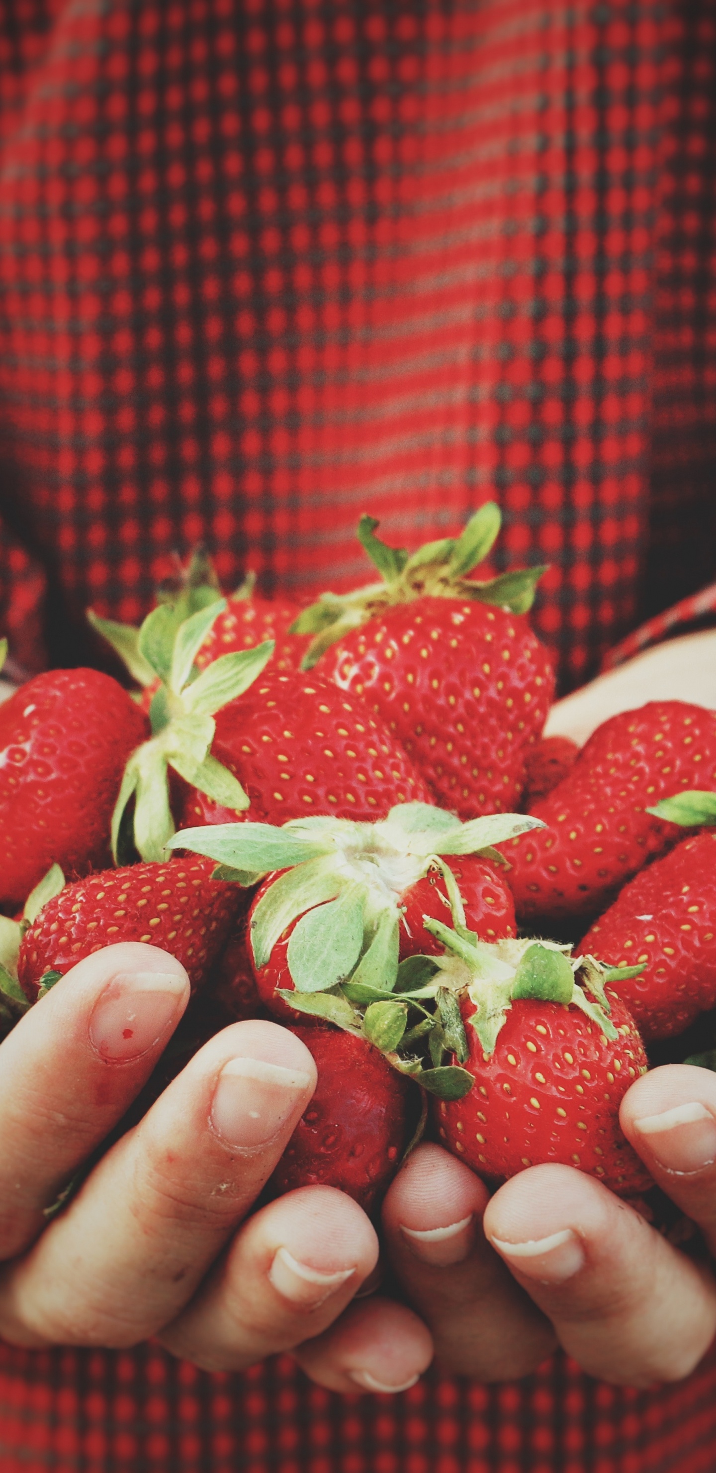 Person Holding Strawberries on Hand. Wallpaper in 1440x2960 Resolution