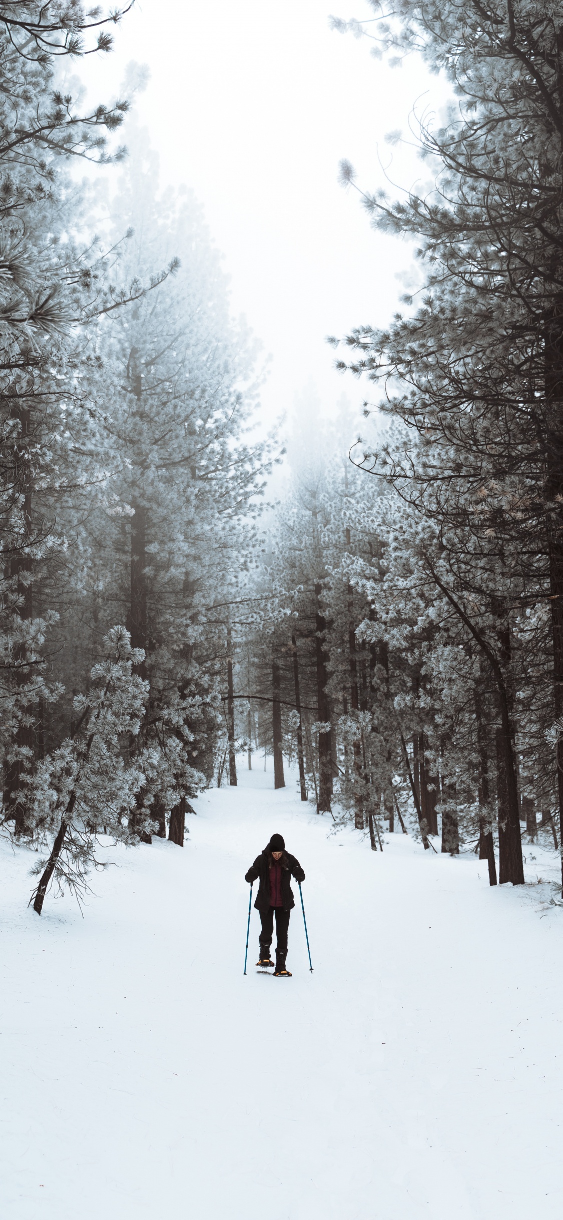 Personne en Veste Noire et Pantalon Bleu Marchant Sur un Sol Couvert de Neige Près Des Arbres Pendant la Journée. Wallpaper in 1125x2436 Resolution