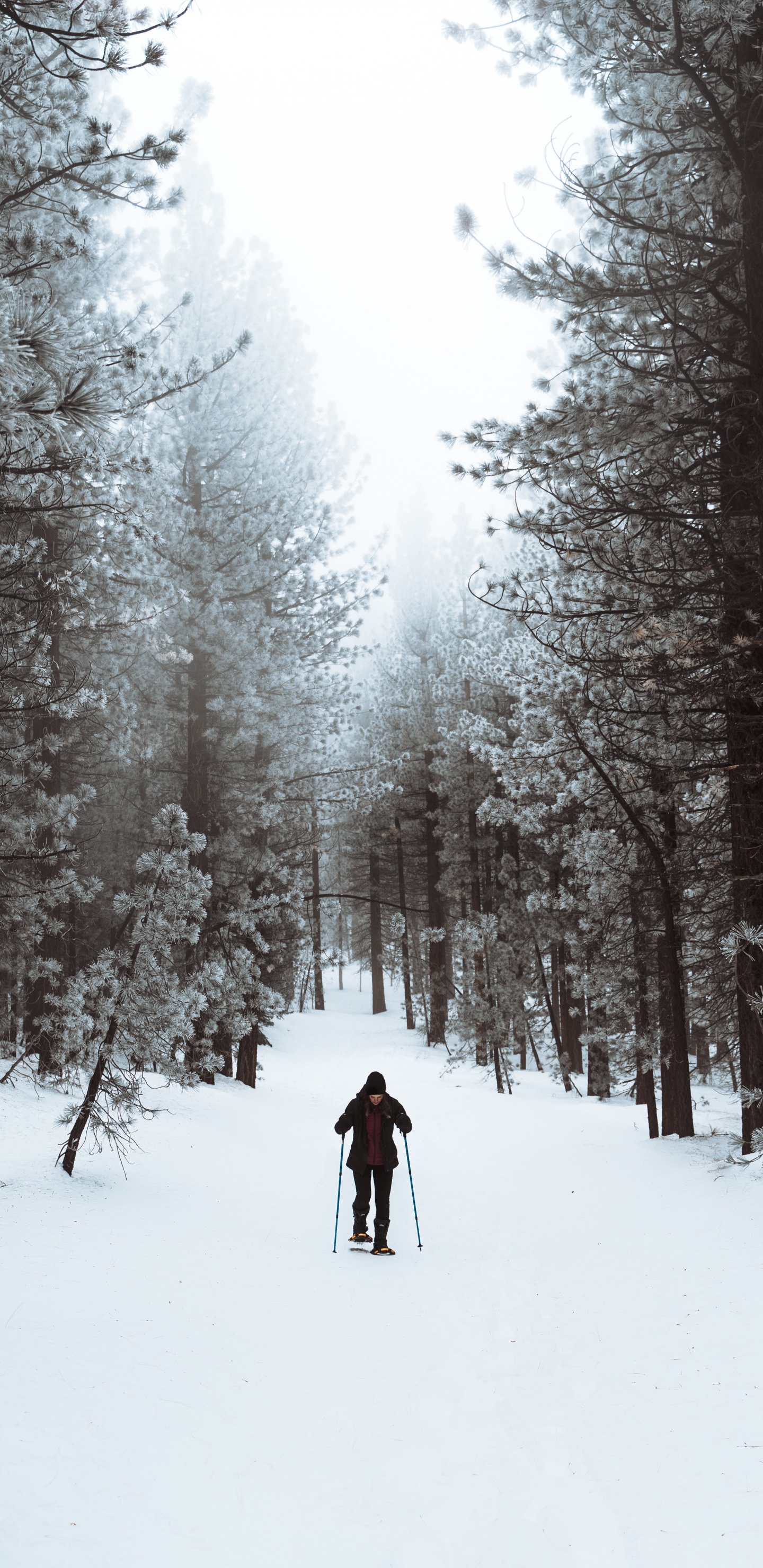 Person in Black Jacket and Blue Pants Walking on Snow Covered Ground Near Trees During Daytime. Wallpaper in 1440x2960 Resolution
