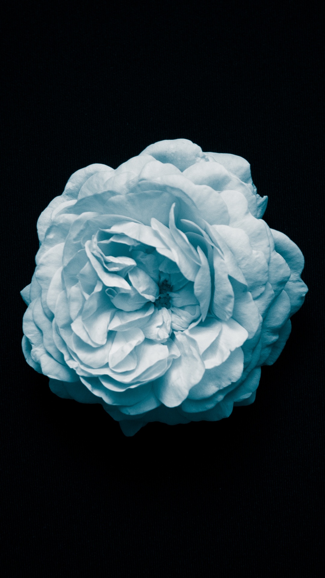 Blue Flower on Black Background. Wallpaper in 1080x1920 Resolution