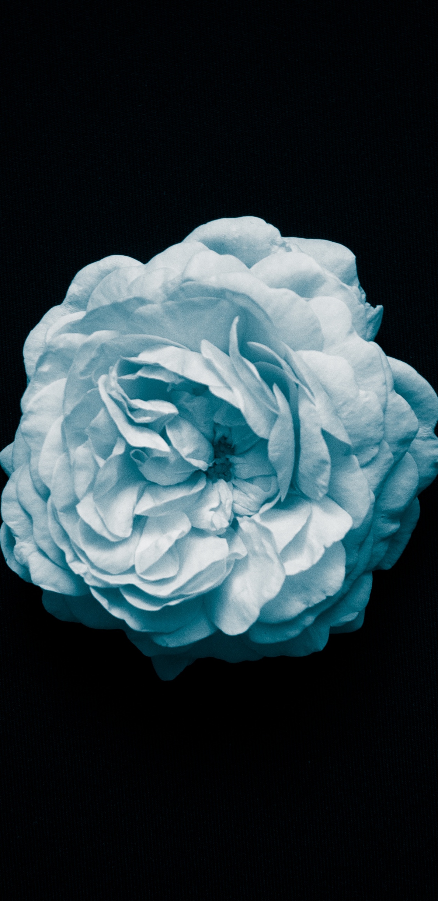 Blue Flower on Black Background. Wallpaper in 1440x2960 Resolution
