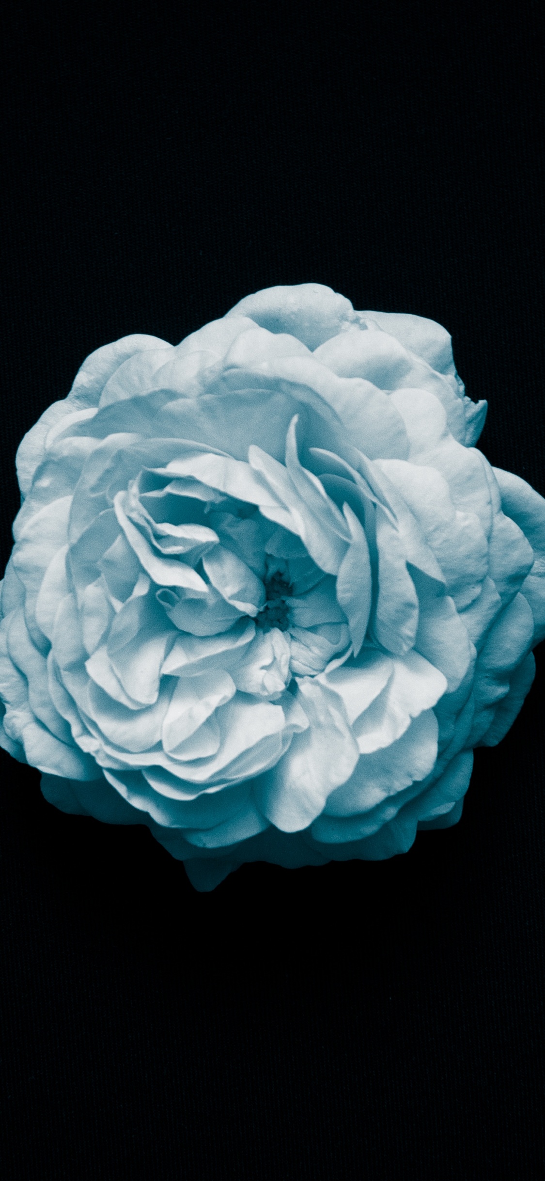Fleur Bleue Sur Fond Noir. Wallpaper in 1125x2436 Resolution