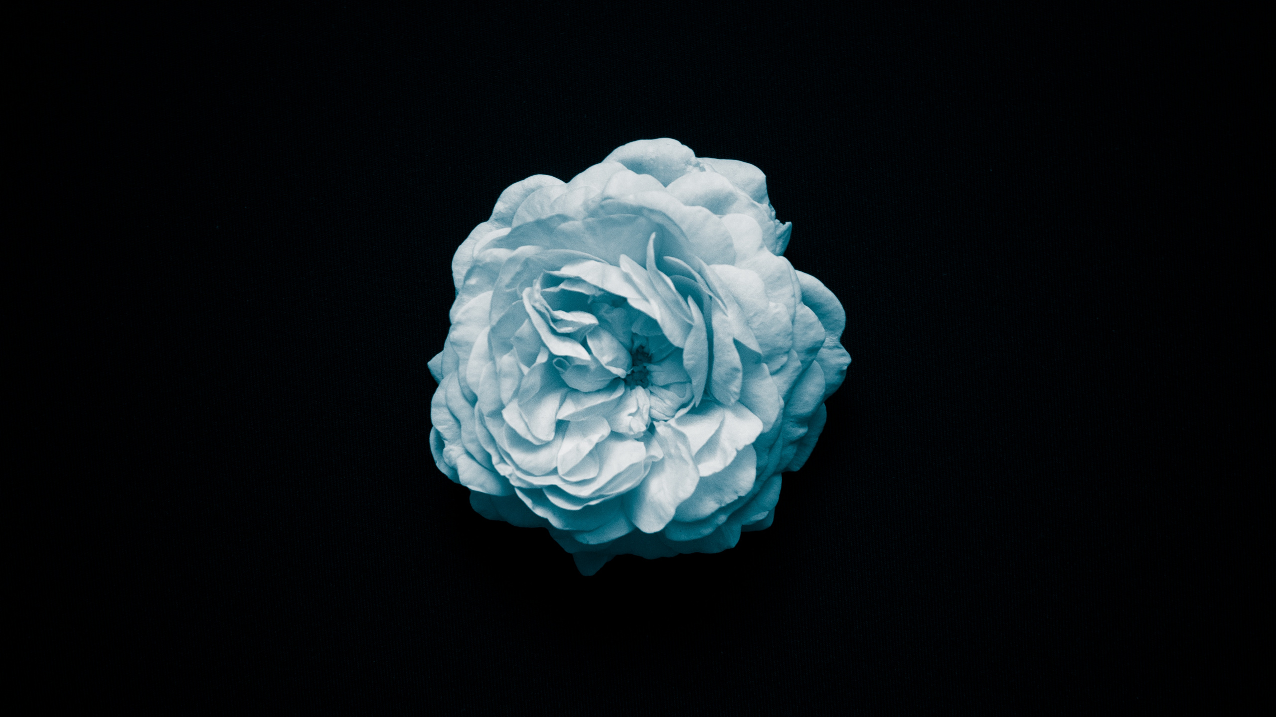 Fleur Bleue Sur Fond Noir. Wallpaper in 2560x1440 Resolution