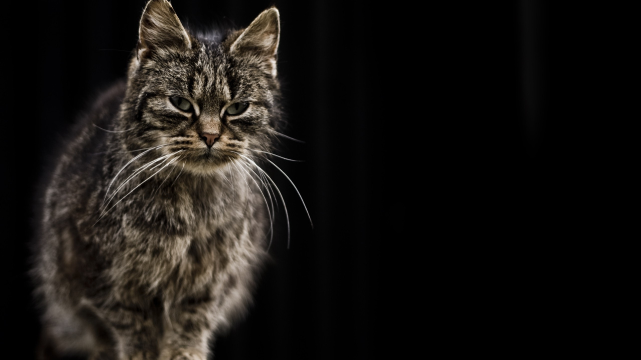 Braun Getigerte Katze Auf Schwarzem Hintergrund. Wallpaper in 1280x720 Resolution