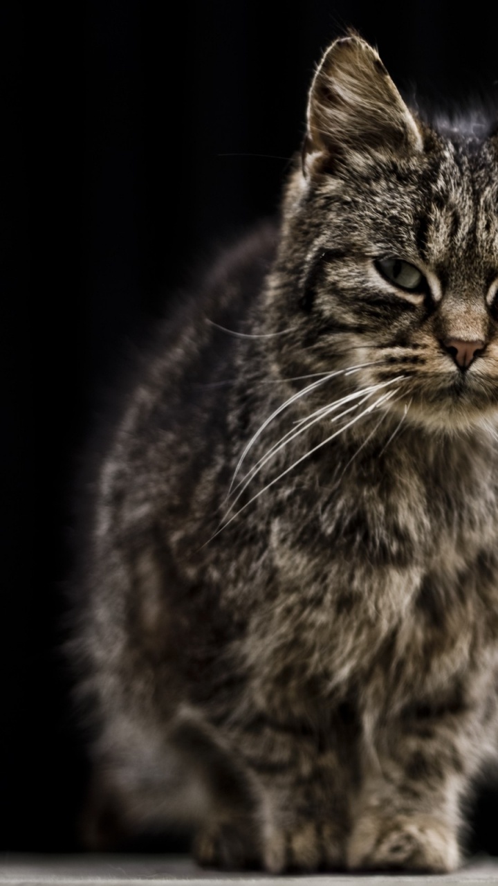 Braun Getigerte Katze Auf Schwarzem Hintergrund. Wallpaper in 720x1280 Resolution