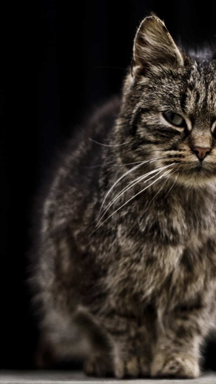 Braun Getigerte Katze Auf Schwarzem Hintergrund. Wallpaper in 750x1334 Resolution