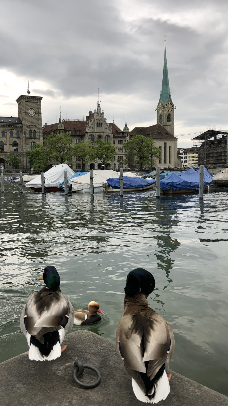 Fraumnster, Mallard, Duck, Water, Waterfowl. Wallpaper in 750x1334 Resolution