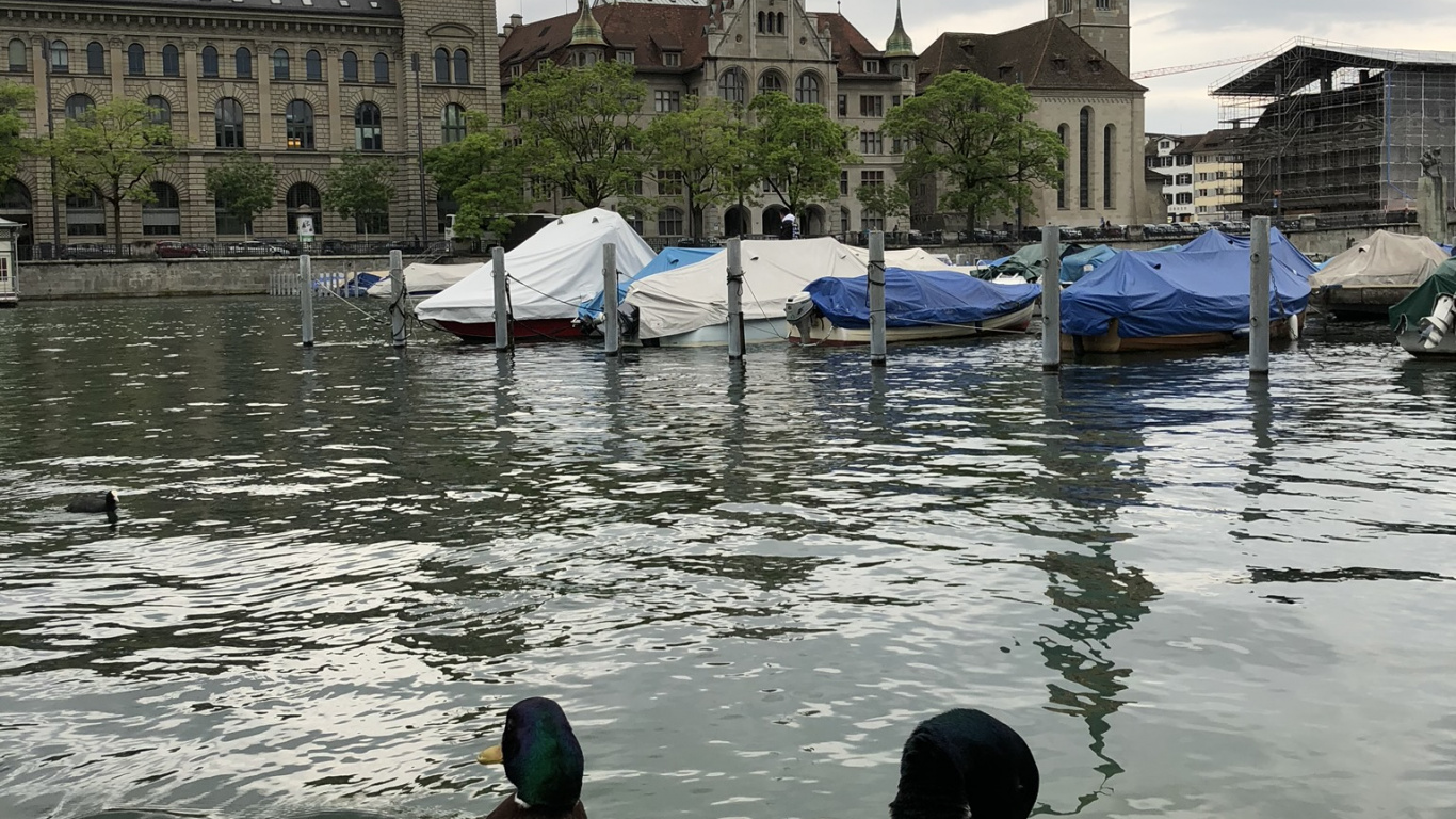 Fraumnster, Stockente, Ente, Wasser, Wasservogel. Wallpaper in 1366x768 Resolution