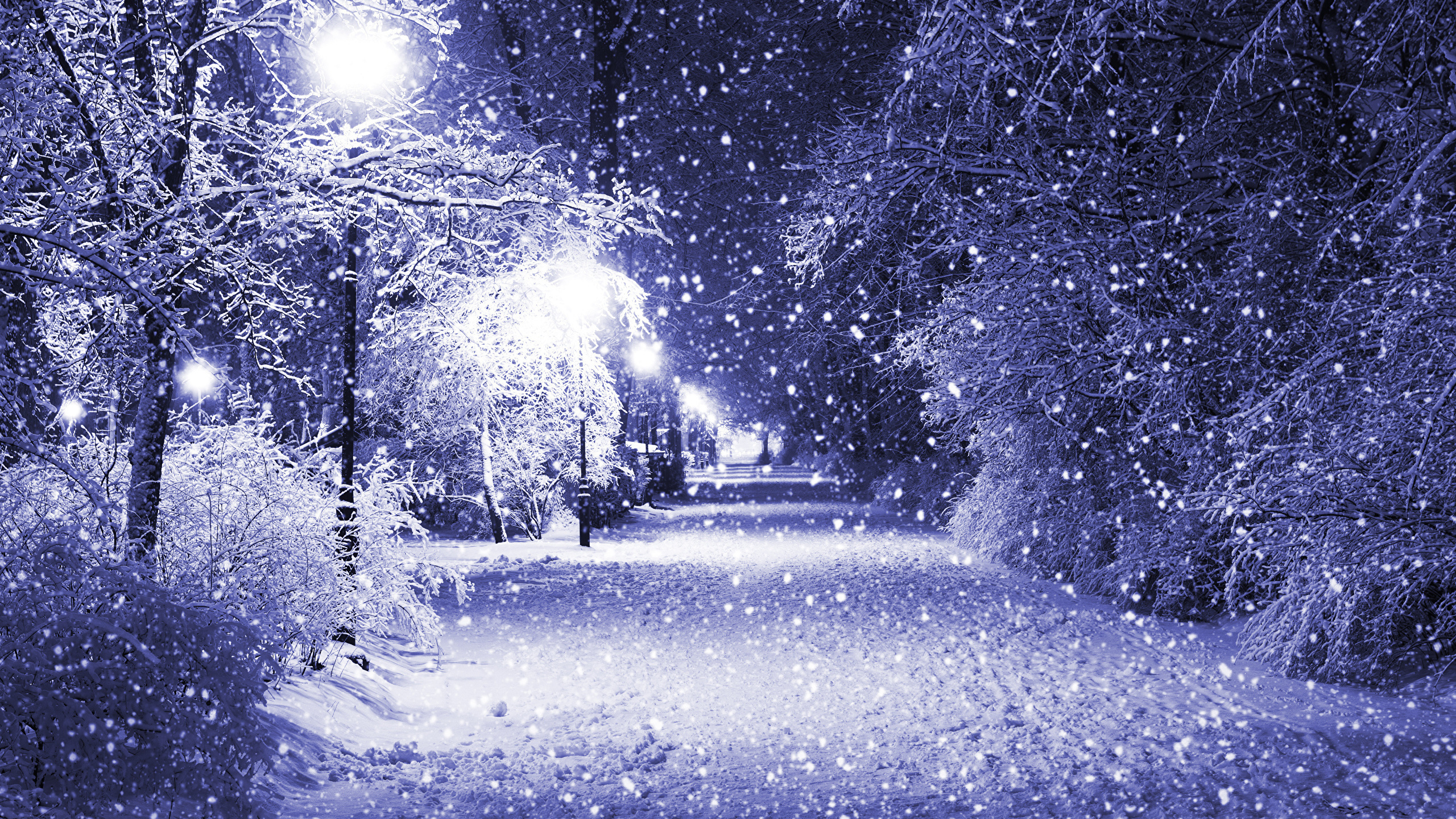 Schneebedeckte Straße Zwischen Bäumen Tagsüber. Wallpaper in 2560x1440 Resolution