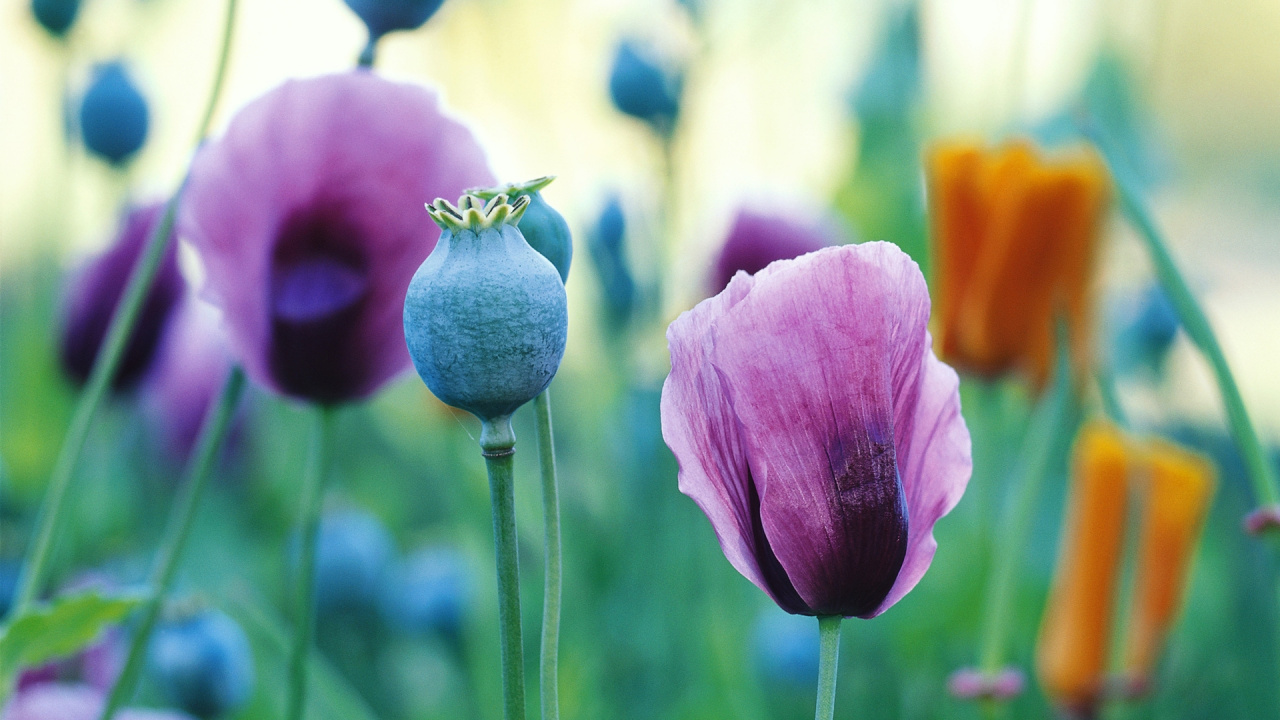 Fleur Pourpre Dans L'objectif à Basculement. Wallpaper in 1280x720 Resolution