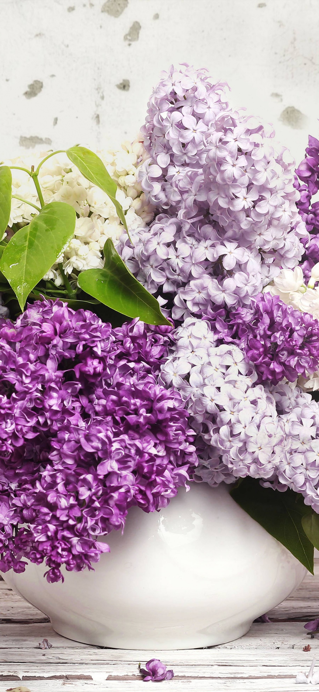 Fleurs Violettes et Blanches Dans un Vase en Céramique Blanche. Wallpaper in 1242x2688 Resolution