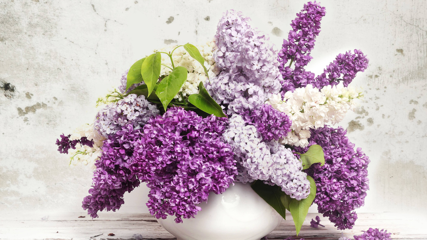Purple and White Flowers in White Ceramic Vase. Wallpaper in 1366x768 Resolution