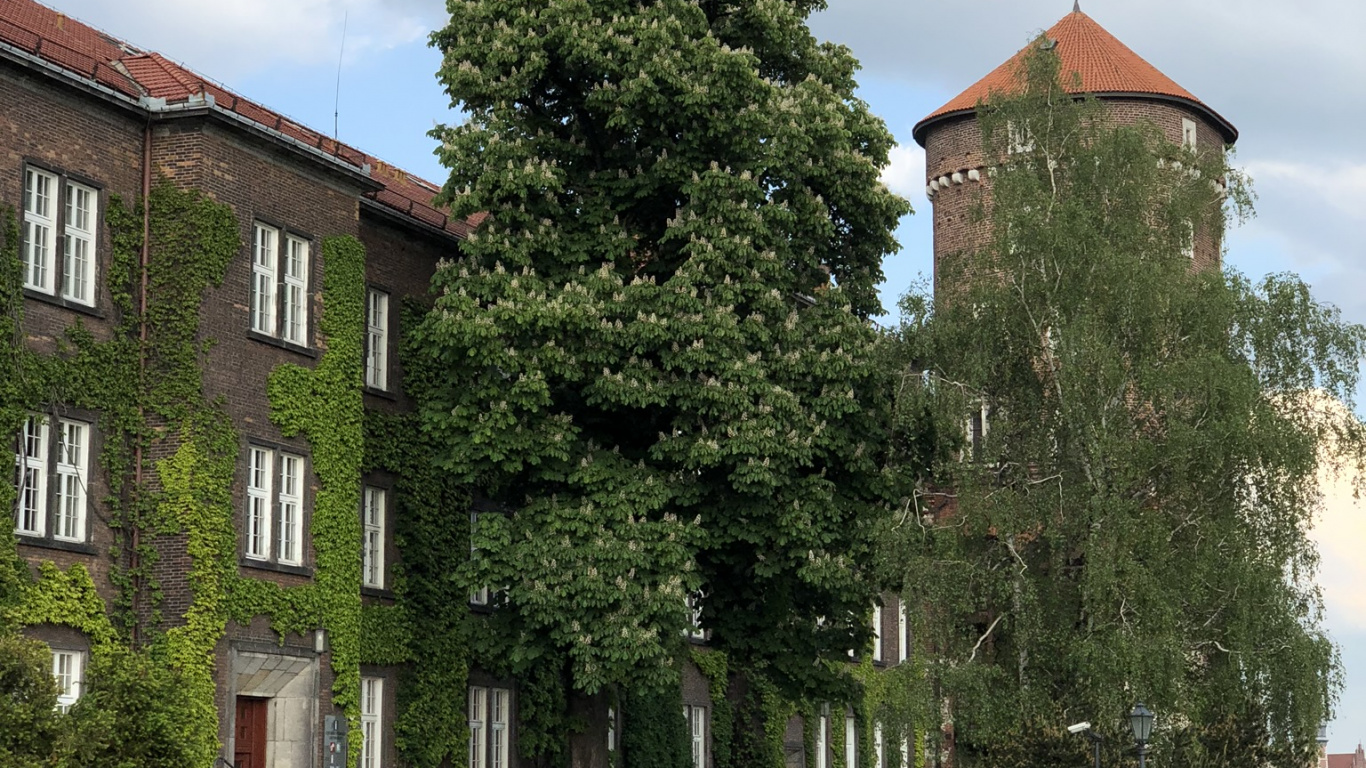 Tree, Window, Real Estate, Building, Brick. Wallpaper in 1366x768 Resolution