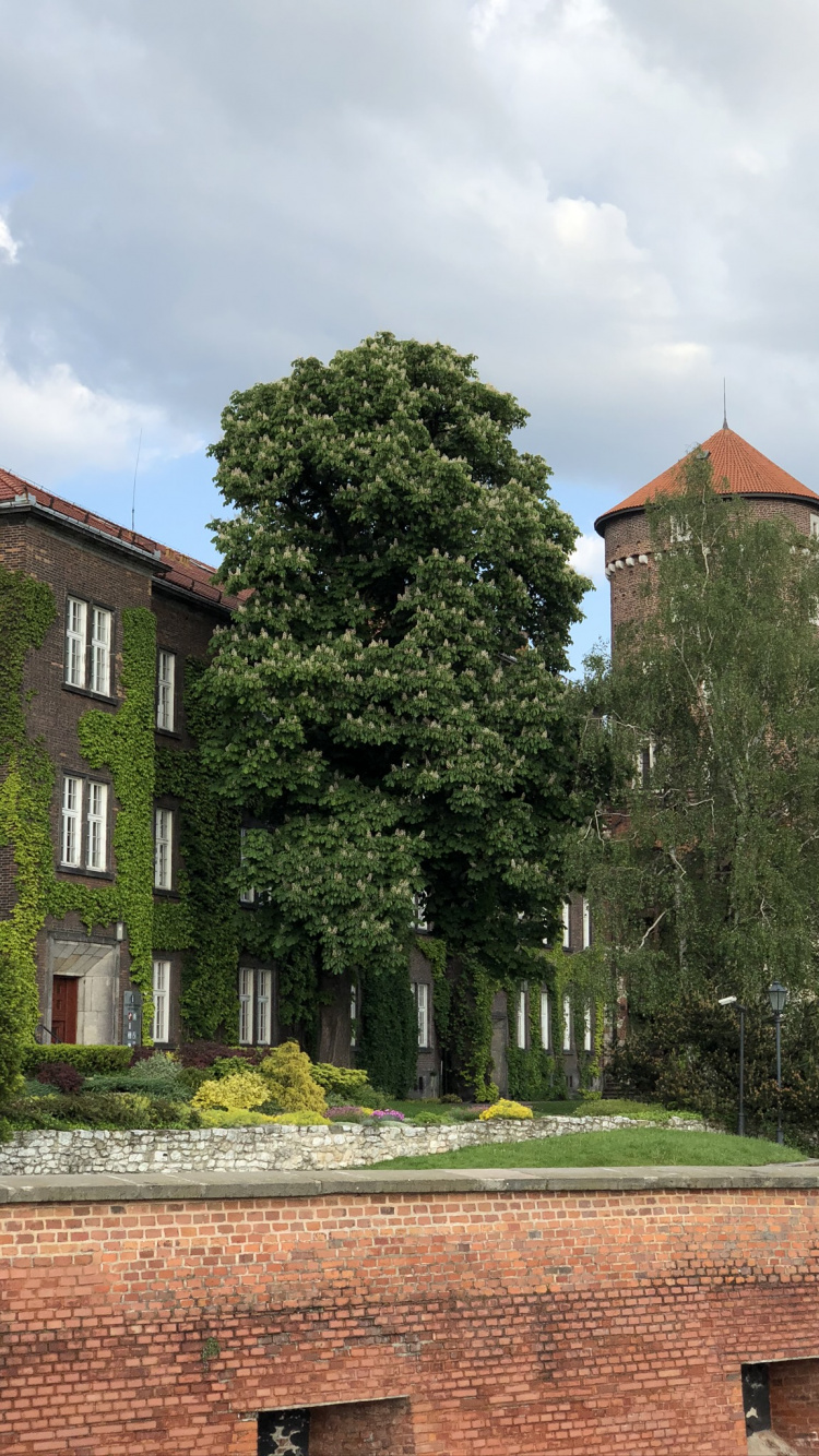 Tree, Window, Real Estate, Building, Brick. Wallpaper in 750x1334 Resolution