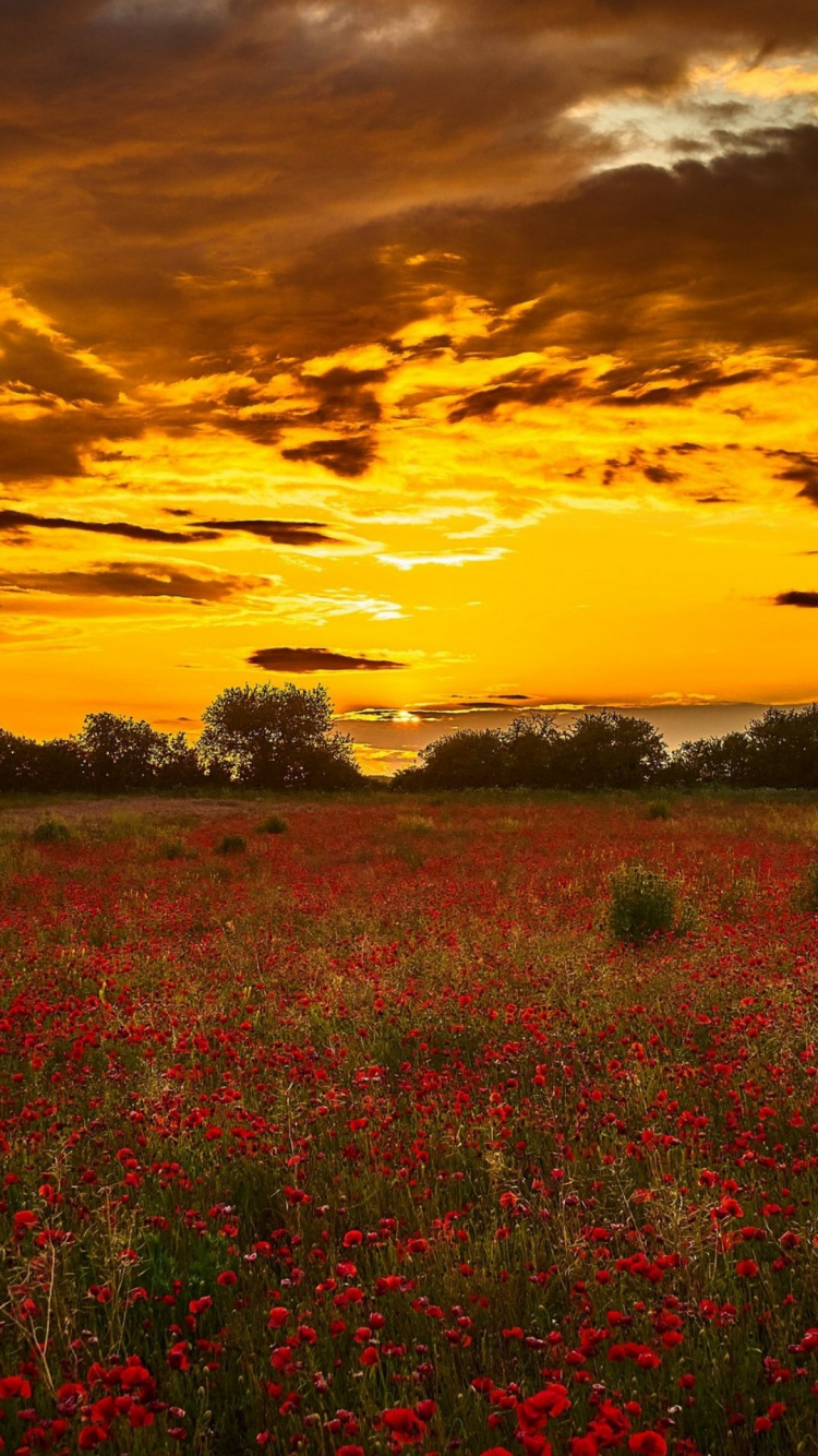 Ambiente, Paisaje Natural, Afterglow, Naranja, La Gente en la Naturaleza. Wallpaper in 750x1334 Resolution
