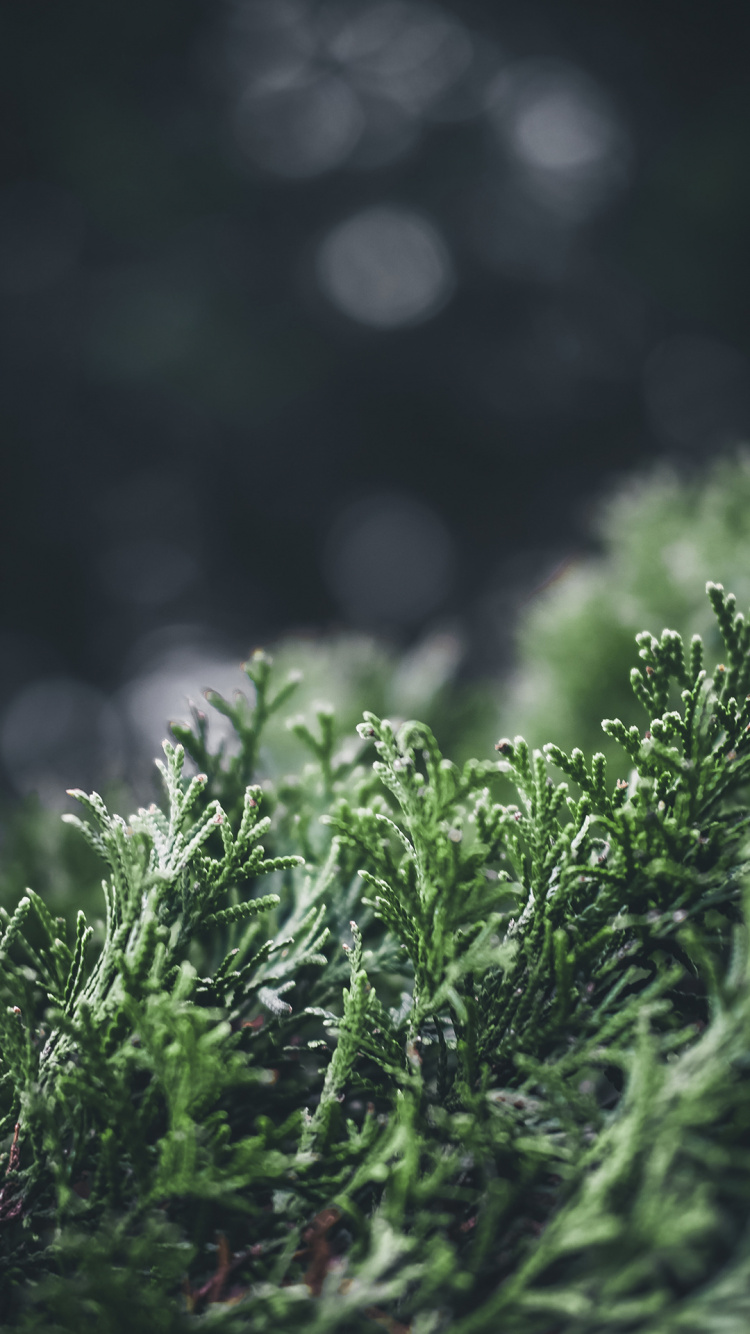 Naturaleza, Agua, Paisaje Natural, Planta Terrestre, Evergreen. Wallpaper in 750x1334 Resolution