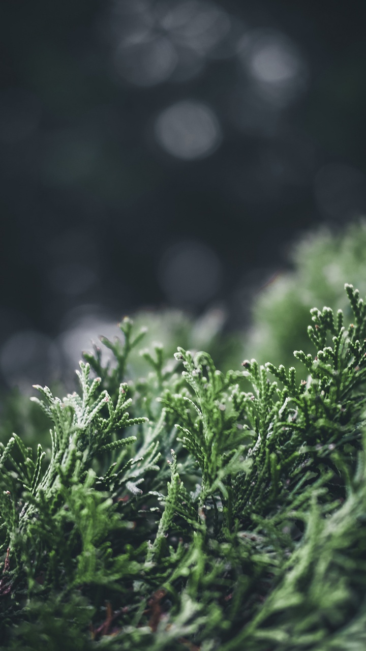 性质, 自然景观, 陆地上的植物, Evergreen, 草 壁纸 720x1280 允许