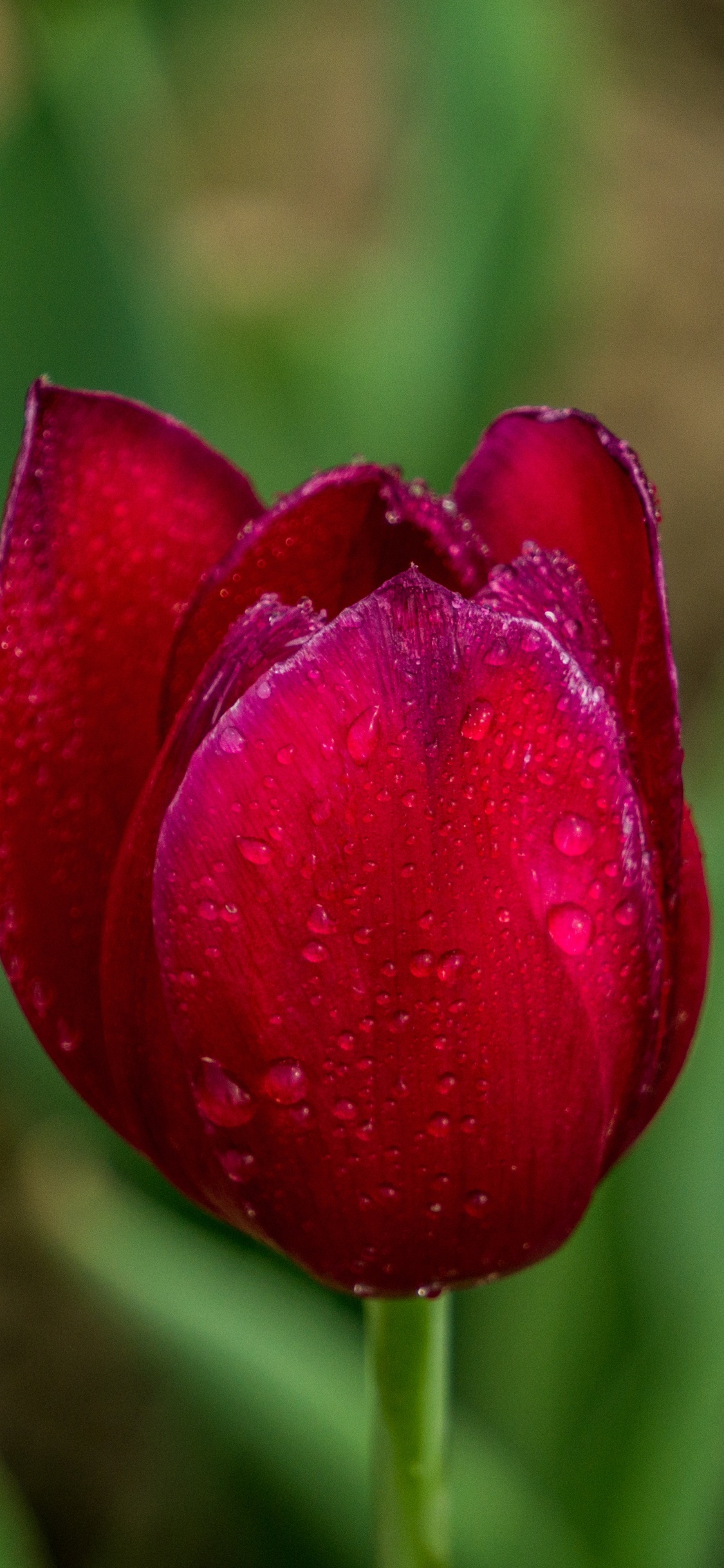 Tulipe Rouge en Fleurs Pendant la Journée. Wallpaper in 1125x2436 Resolution