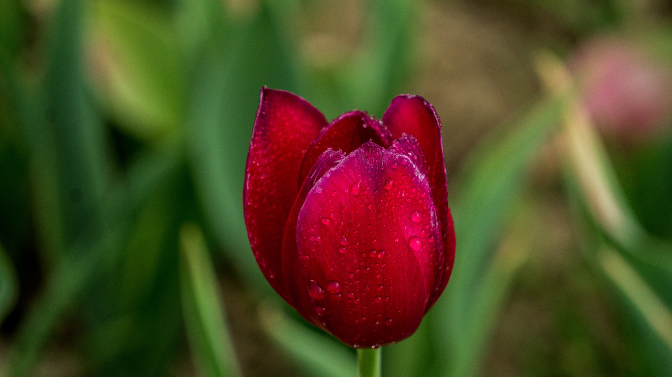 Tulipán Rojo en Flor Durante el Día. Wallpaper in 1366x768 Resolution
