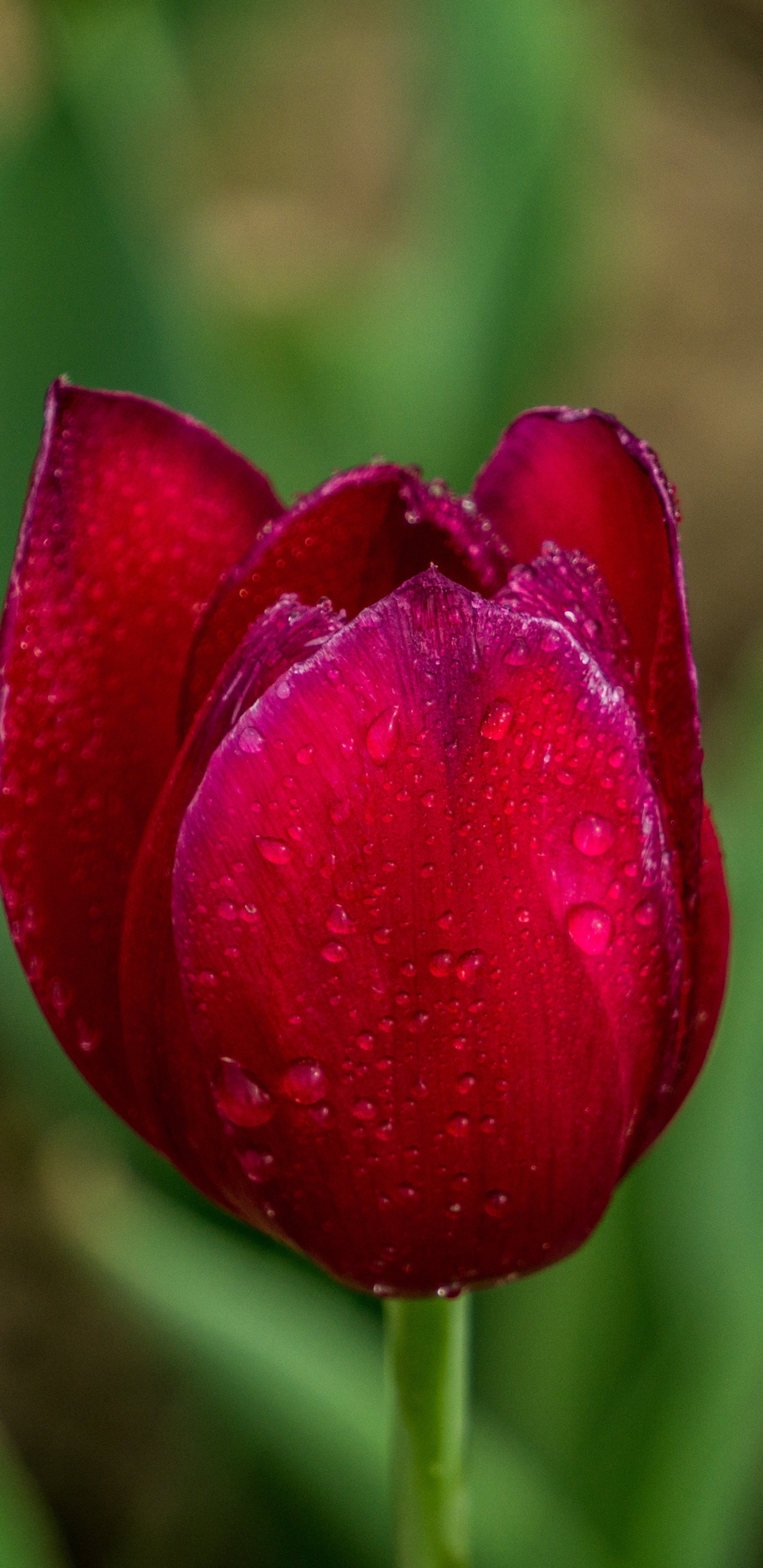 Red Tulip in Bloom During Daytime. Wallpaper in 1440x2960 Resolution