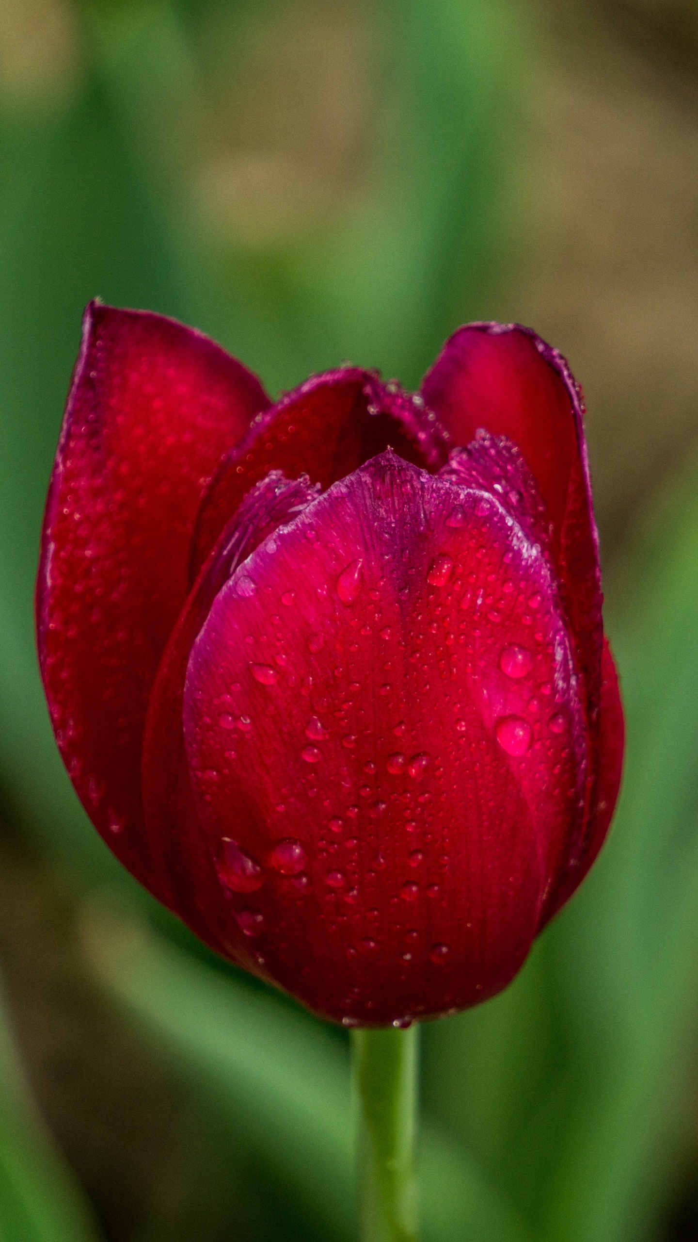 Rote Tulpe Blüht Tagsüber. Wallpaper in 1440x2560 Resolution