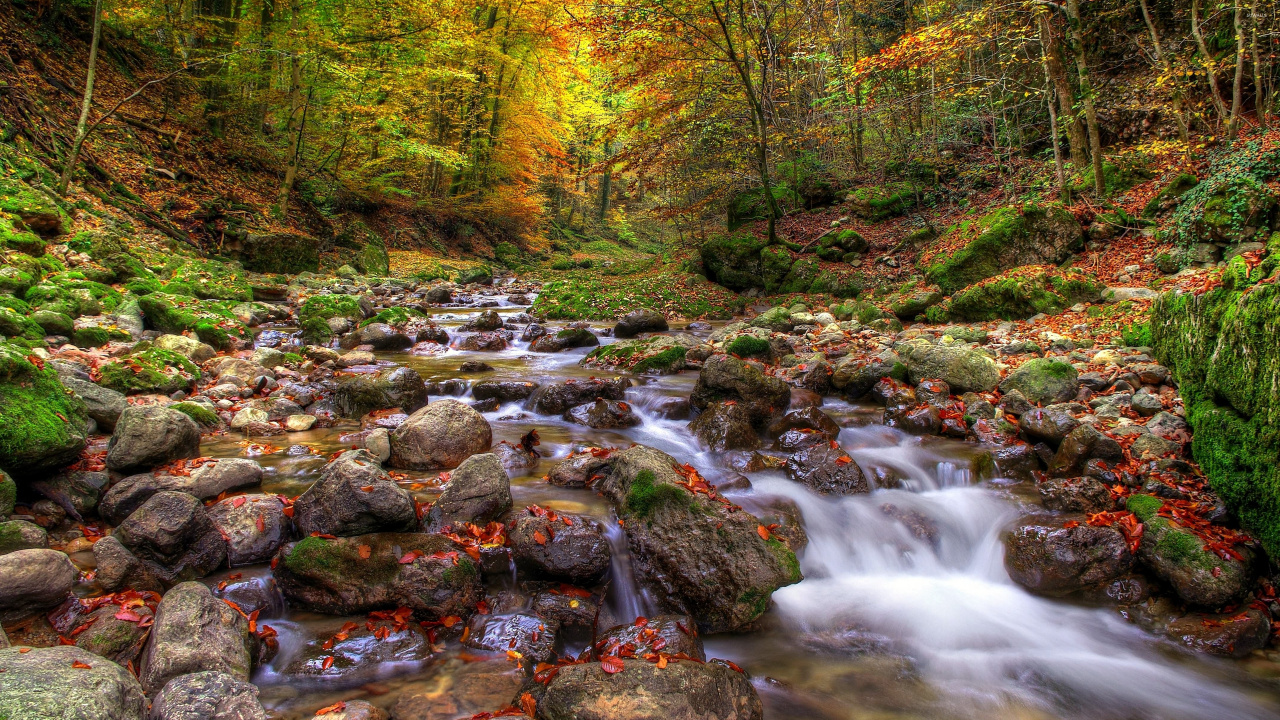 Rivière au Milieu de la Forêt. Wallpaper in 1280x720 Resolution