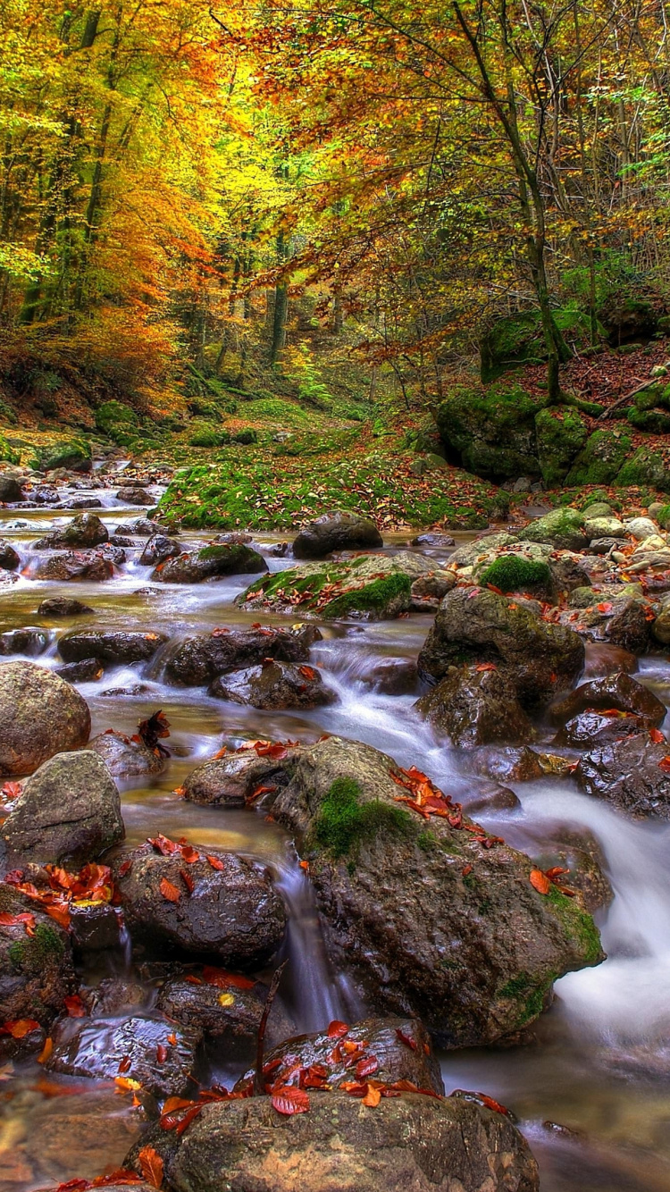 Rivière au Milieu de la Forêt. Wallpaper in 750x1334 Resolution