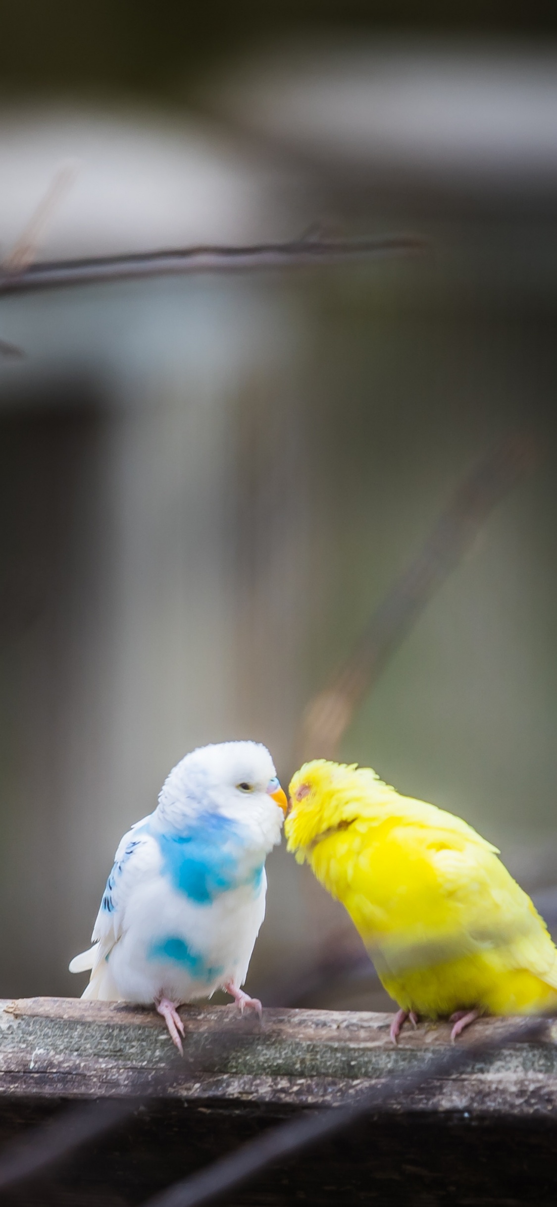 Gelber Weißer Und Blauer Vogel Auf Braunem Holzstab. Wallpaper in 1125x2436 Resolution