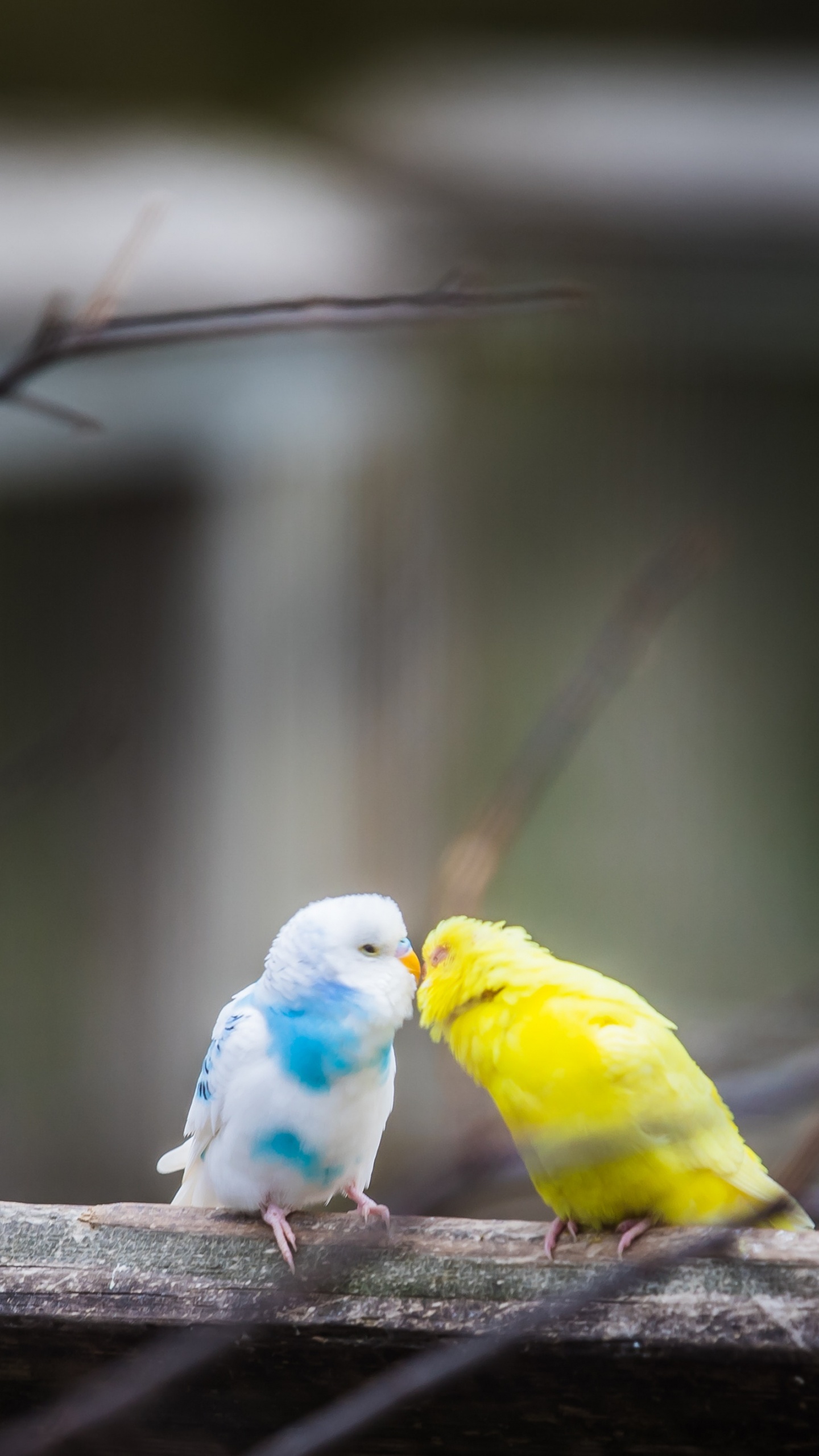 Gelber Weißer Und Blauer Vogel Auf Braunem Holzstab. Wallpaper in 1440x2560 Resolution