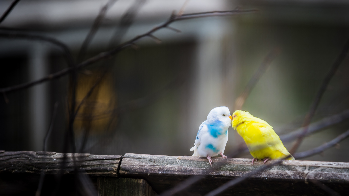 Yellow White and Blue Bird on Brown Wooden Stick. Wallpaper in 1366x768 Resolution