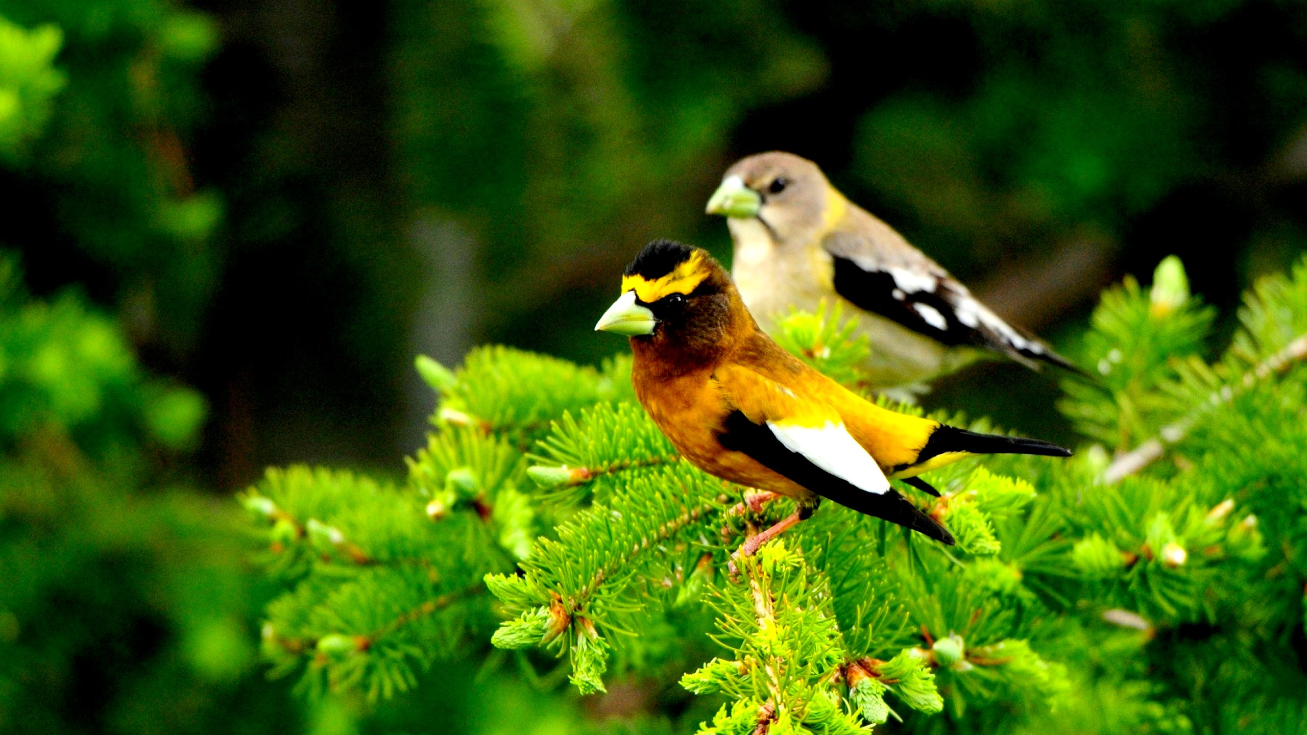 Oiseau Jaune et Noir Sur Plante Verte. Wallpaper in 2560x1440 Resolution