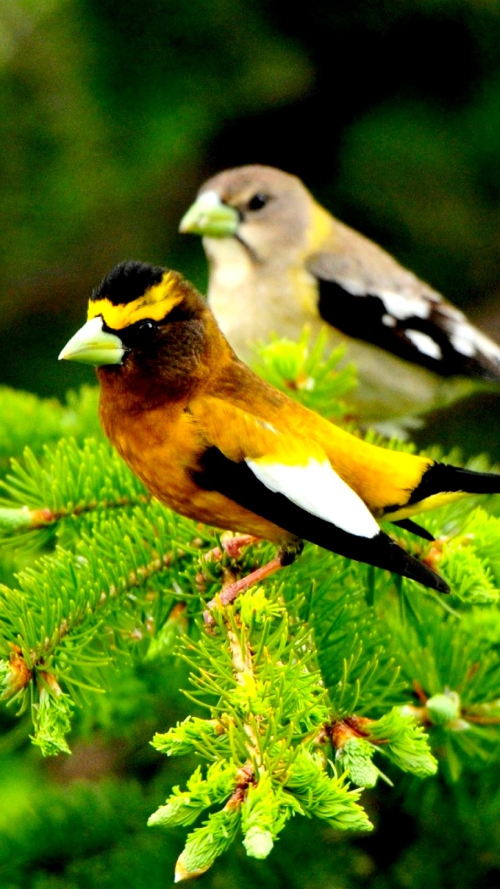 Gelber Und Schwarzer Vogel Auf Grüner Pflanze. Wallpaper in 720x1280 Resolution