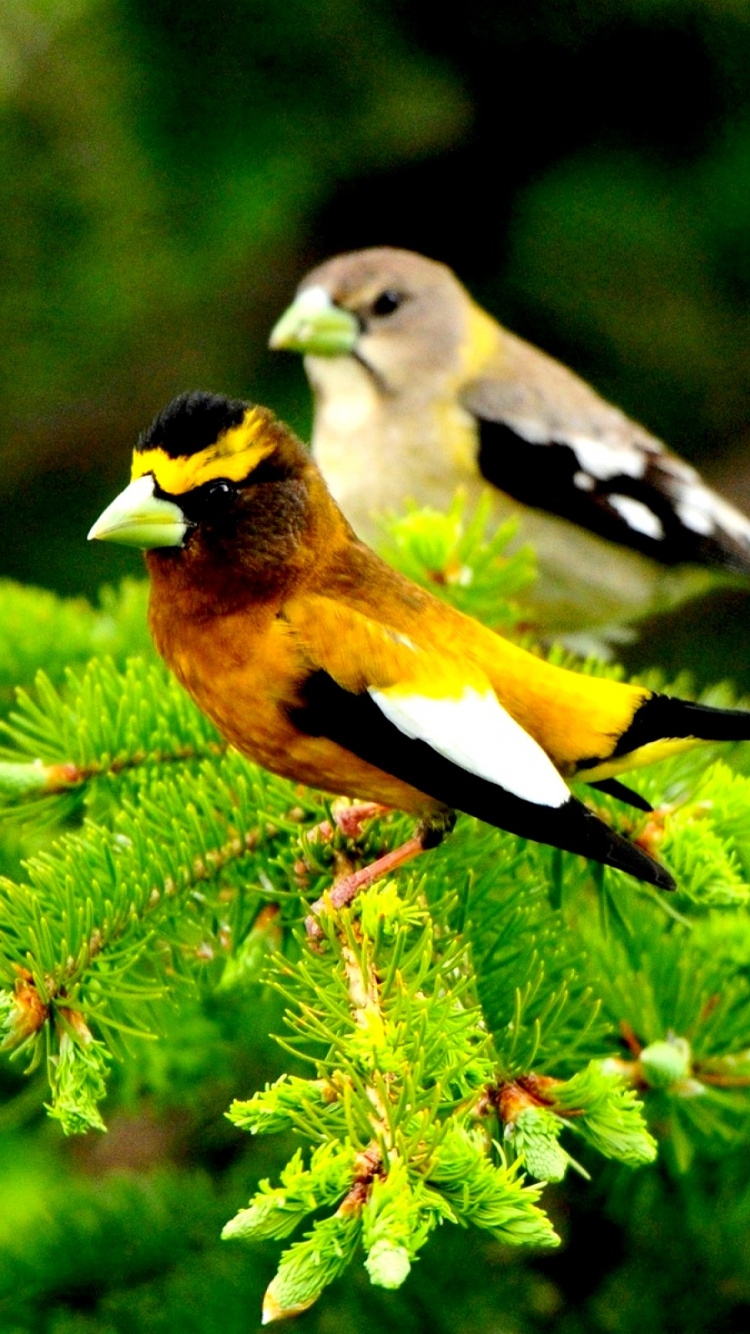 Pájaro Amarillo y Negro en Planta Verde. Wallpaper in 750x1334 Resolution