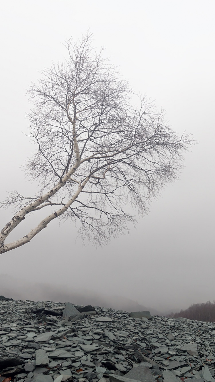 Arbre Sans Feuilles Sur Sol Rocheux Par Temps Brumeux. Wallpaper in 750x1334 Resolution