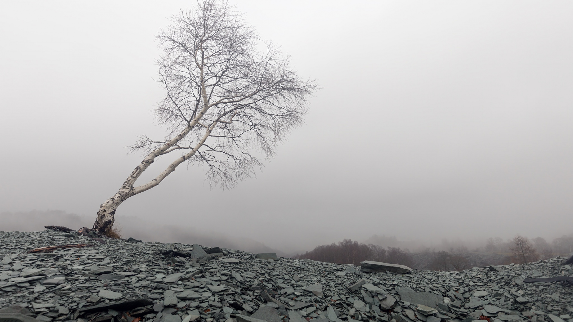 Leafless Tree on Rocky Ground Under Foggy Weather. Wallpaper in 1920x1080 Resolution