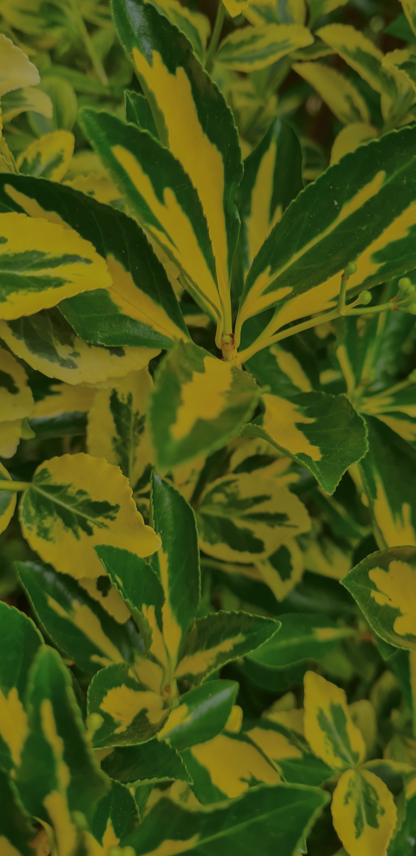 Feuille, Tige de la Plante, Biologie, Sciences, Plante Terrestre. Wallpaper in 1440x2960 Resolution