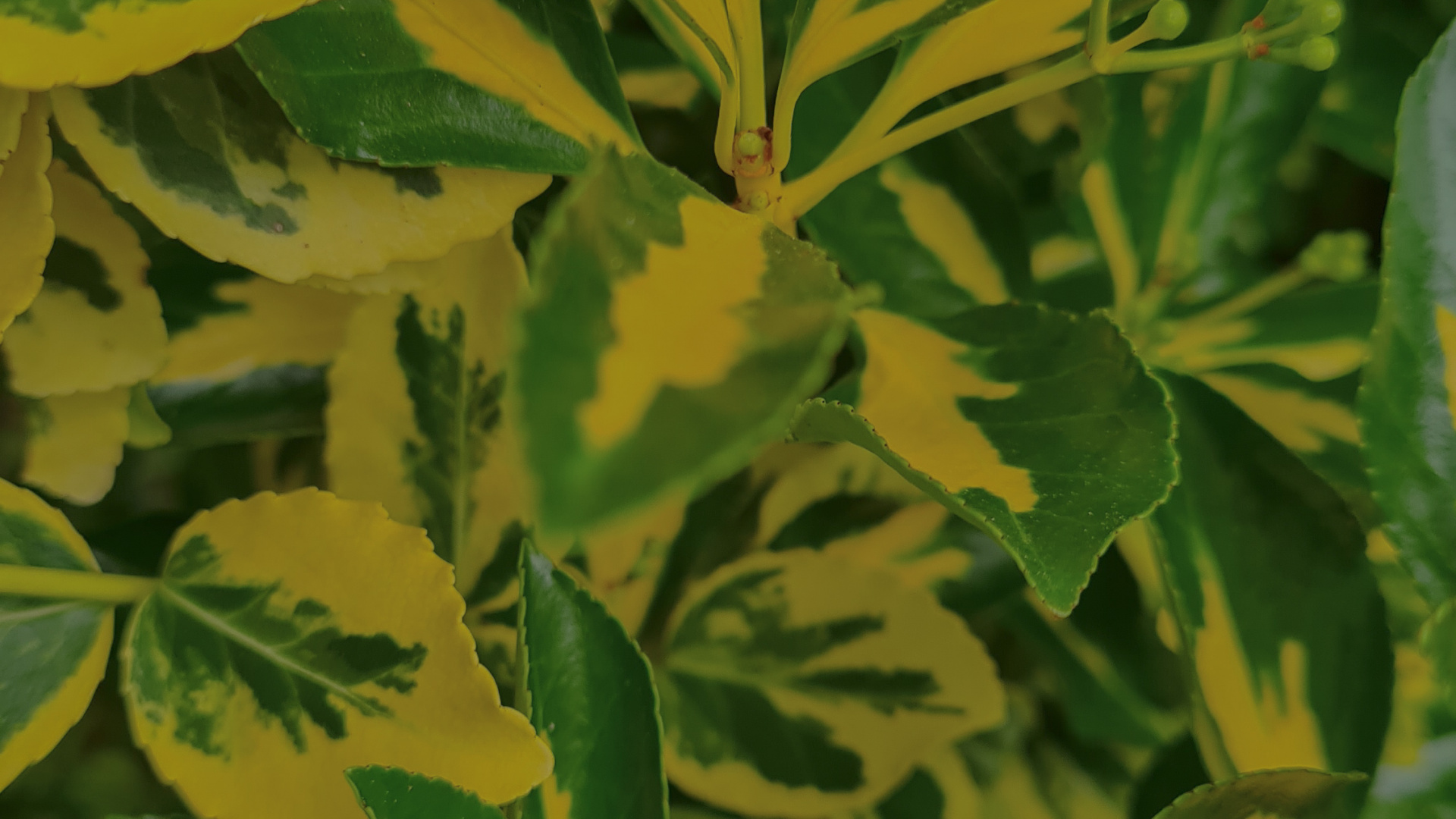 Feuille, Tige de la Plante, Biologie, Sciences, Plante Terrestre. Wallpaper in 1920x1080 Resolution