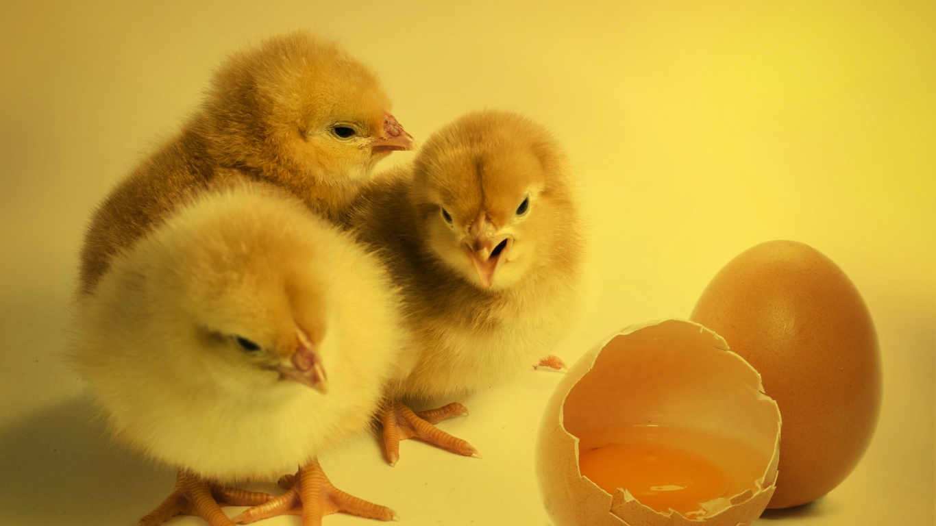 Trois Canetons Jaunes Sur Une Surface Blanche. Wallpaper in 1366x768 Resolution