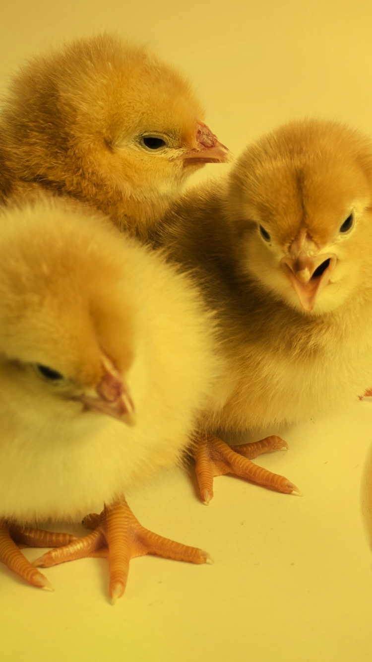 Three Yellow Ducklings on White Surface. Wallpaper in 750x1334 Resolution