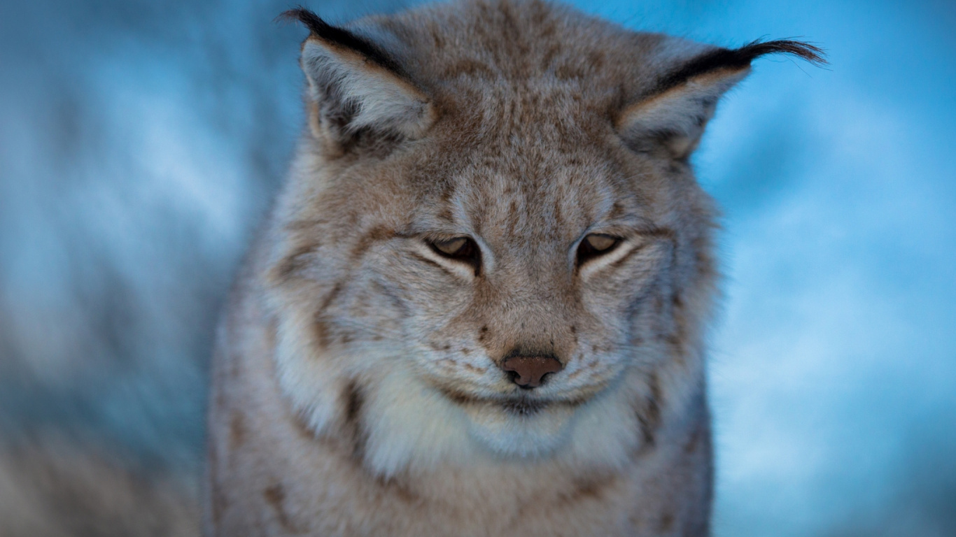 Gato Marrón y Negro Sobre la Hierba Verde Durante el Día. Wallpaper in 1366x768 Resolution