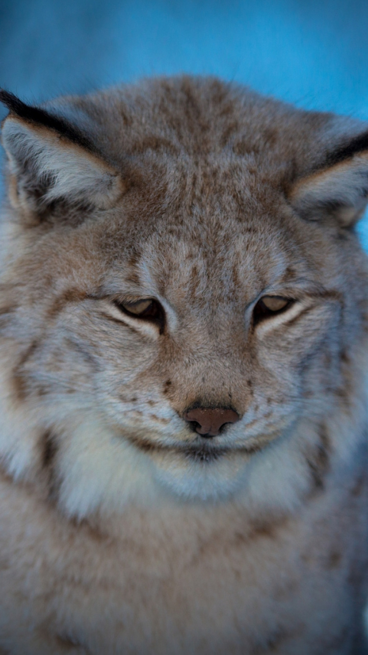 Braune Und Schwarze Katze Auf Grünem Gras Tagsüber. Wallpaper in 750x1334 Resolution