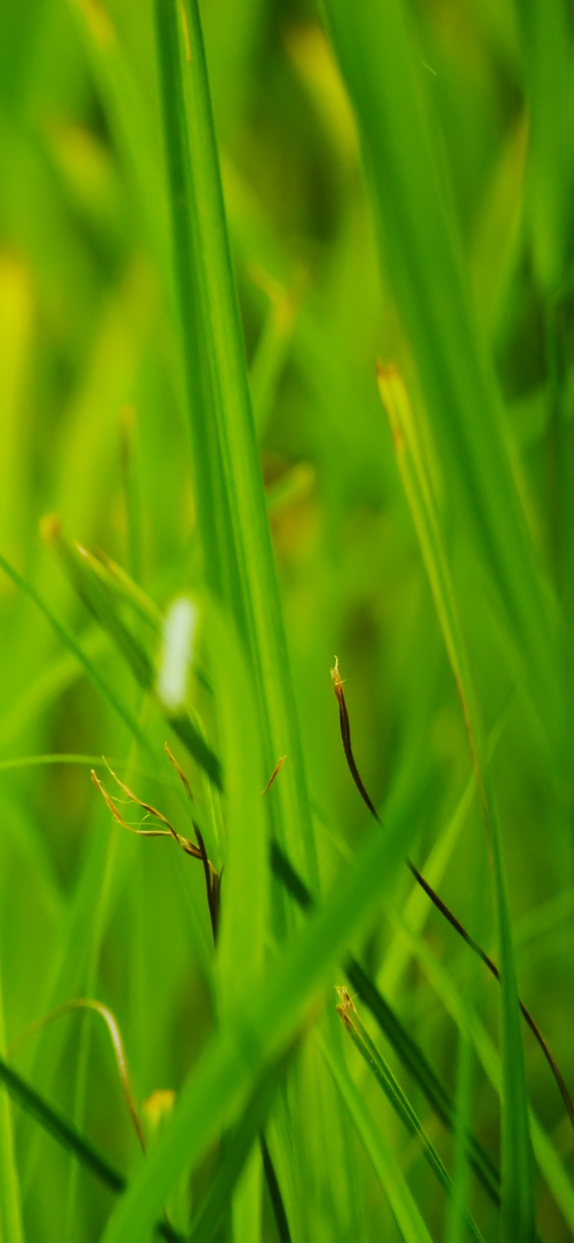 Green Grass in Close up Photography. Wallpaper in 1125x2436 Resolution