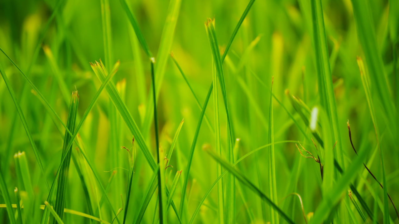 Green Grass in Close up Photography. Wallpaper in 1280x720 Resolution