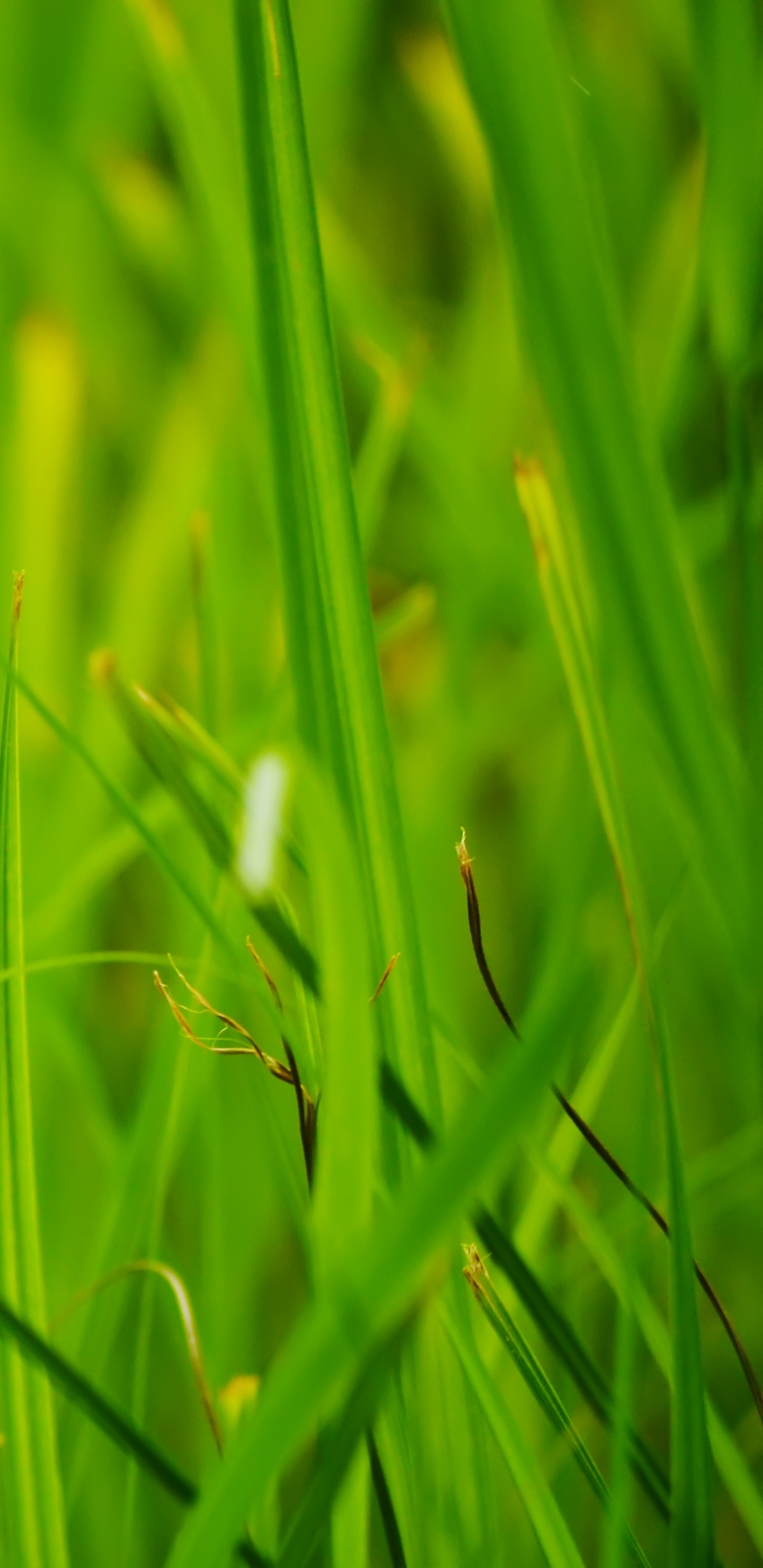 Green Grass in Close up Photography. Wallpaper in 1440x2960 Resolution