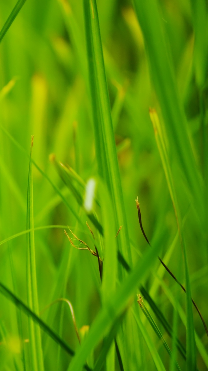 Green Grass in Close up Photography. Wallpaper in 720x1280 Resolution