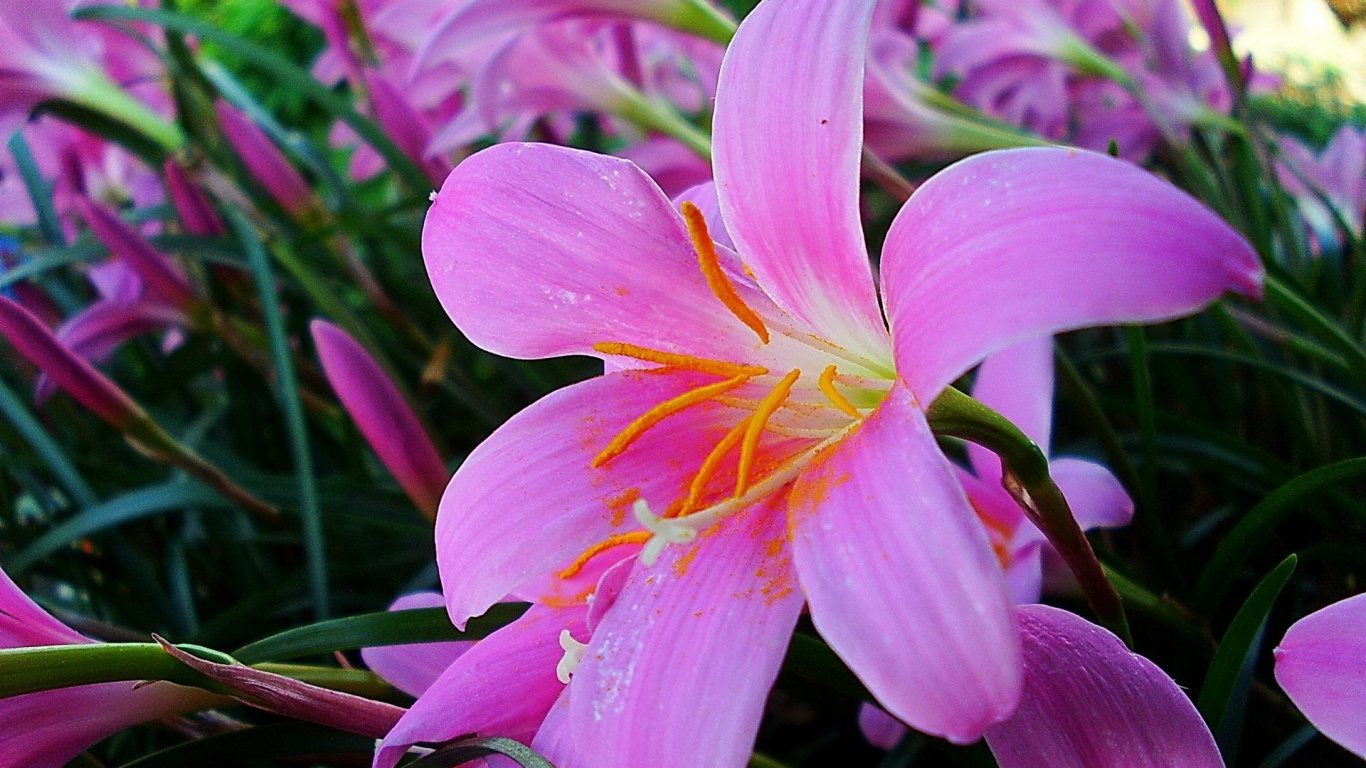 Pink and White Flower in Macro Shot. Wallpaper in 1366x768 Resolution